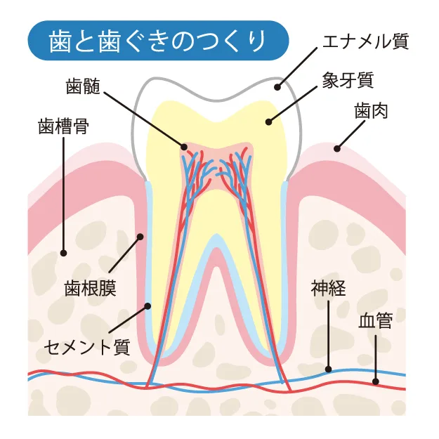 歯の構造のイラストです。